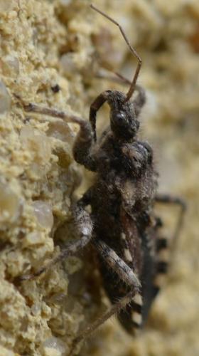 Réf. 229 525 : Coranus griseus